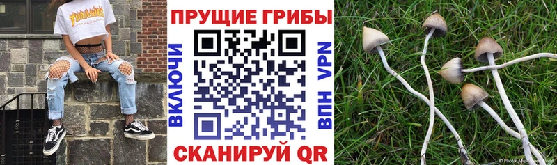 Галлюциногенные грибы мухоморы  Купить закладки  Змеиногорск 